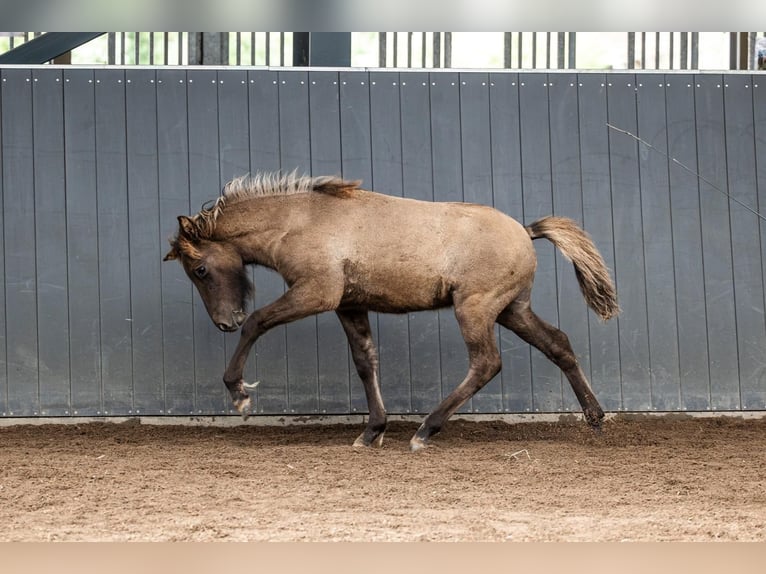 Icelandic Horse Stallion Foal (05/2026) Dun in Horst