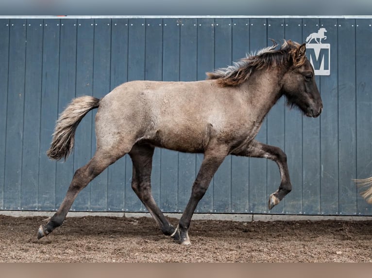 Icelandic Horse Stallion Foal (05/2026) Dun in Horst