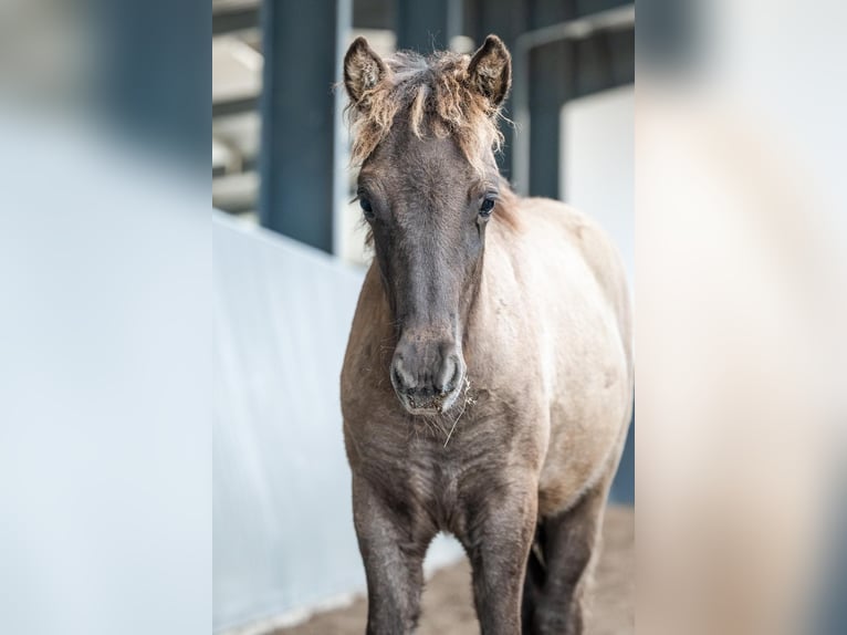 Icelandic Horse Stallion Foal (05/2026) Dun in Horst
