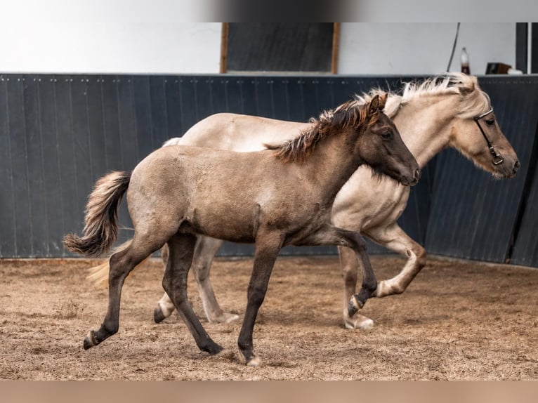 Icelandic Horse Stallion Foal (05/2026) Dun in Horst