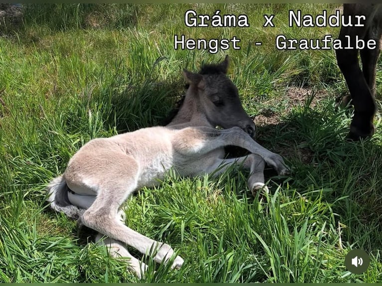 Icelandic Horse Stallion Foal (05/2025) in Lehmrade