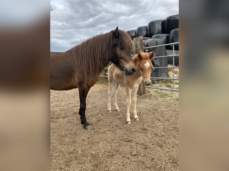 Icelandic Ponies with Foals