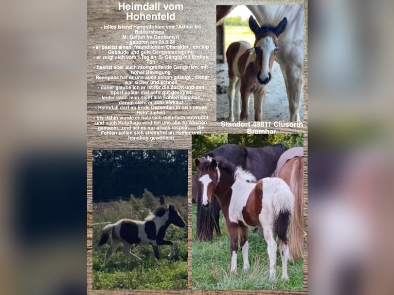 Icelandic Horse Stallion Foal (06/2024) in Lingen