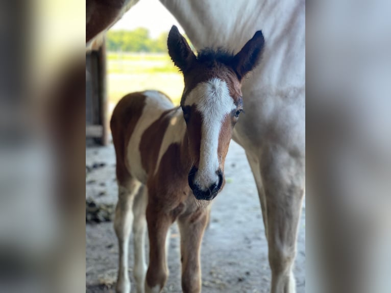 Icelandic Horse Stallion Foal (06/2024) in Lingen