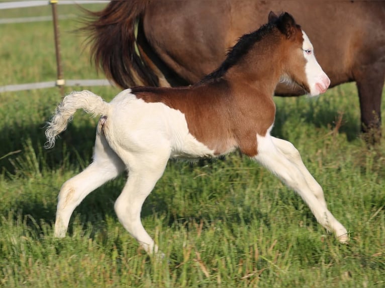 Icelandic Horse Stallion Foal (01/2025) in P&#xF6;ttmes