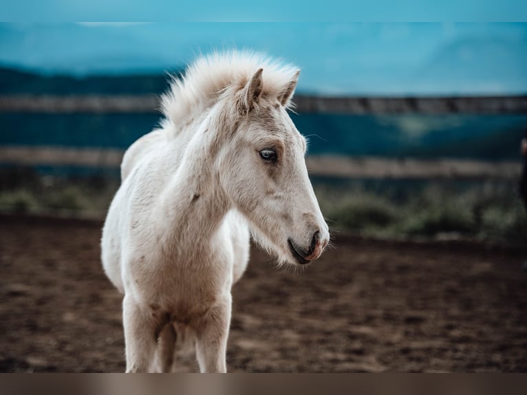 Icelandic Horse Stallion Foal (04/2025) Palomino in Hochrindl