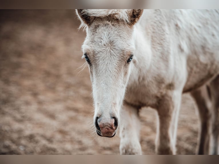 Icelandic Horse Stallion Foal (04/2025) Palomino in Hochrindl