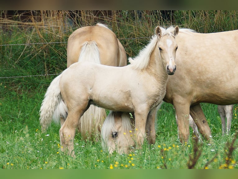 Icelandic Horse Stallion Foal (05/2025) Palomino in Polling