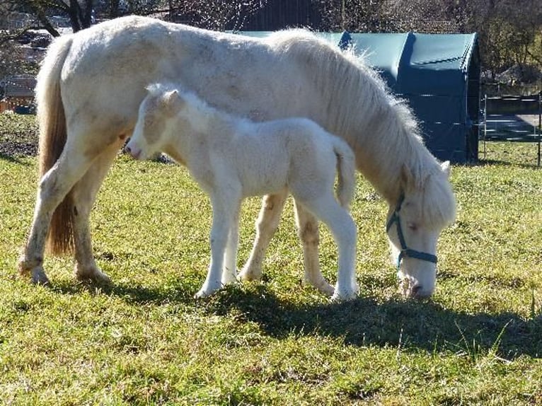 Icelandic Horse Stallion Foal (01/2026) Perlino in Markt Wald