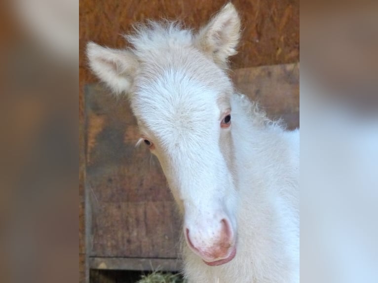 Icelandic Horse Stallion Foal (01/2026) Perlino in Markt Wald