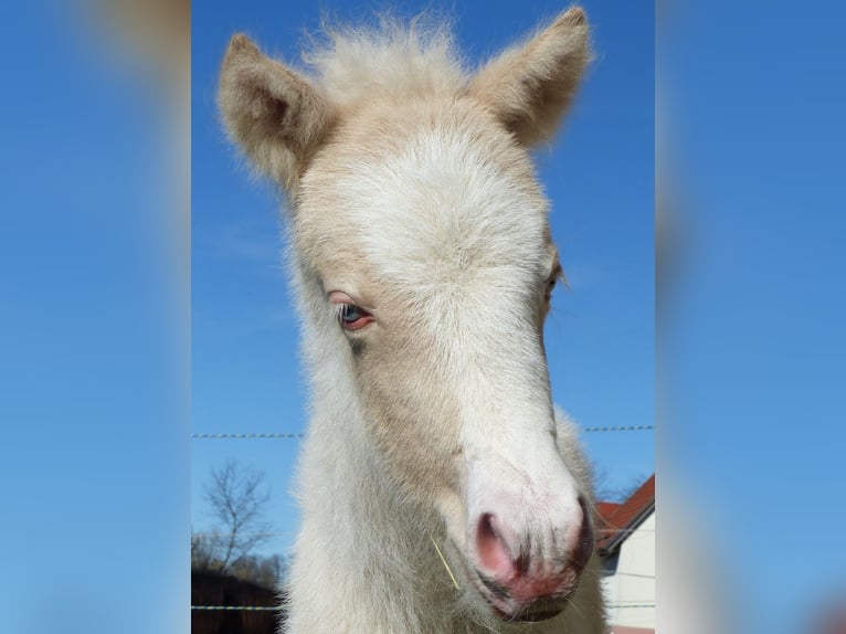 Icelandic Horse Stallion Foal (01/2026) Perlino in Markt Wald