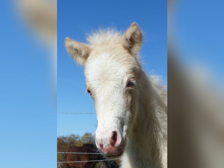 Icelandic Horse Stallion Foal (01/2026) Perlino in Markt Wald
