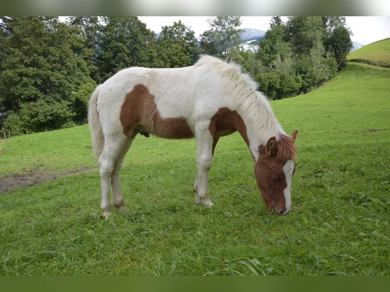 Icelandic Horse Stallion Foal (05/2024) Pinto in Mittersill