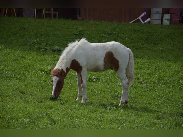 Icelandic Horse Stallion Foal (05/2024) Pinto in Mittersill