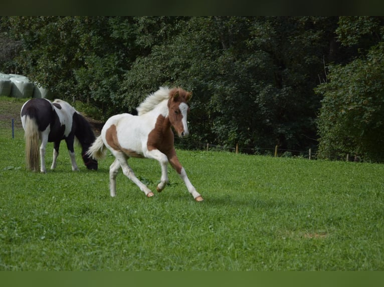 Icelandic Horse Stallion Foal (05/2024) Pinto in Mittersill