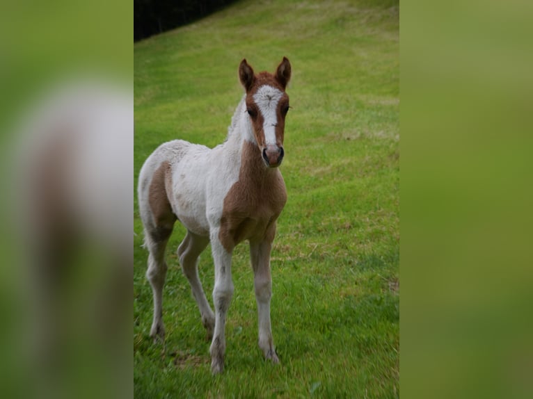 Icelandic Horse Stallion Foal (05/2024) Pinto in Mittersill