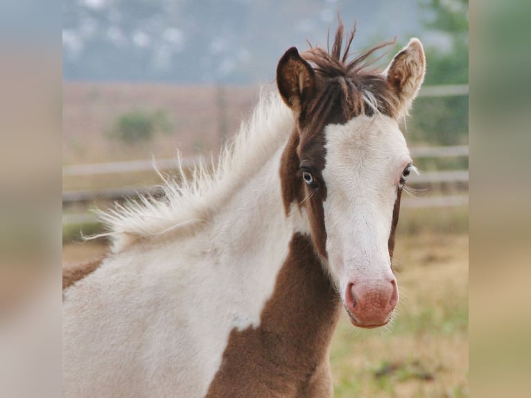 Icelandic Horse Stallion Foal (04/2026) Pinto in Saarland
