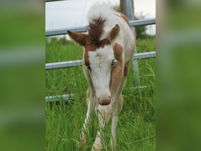 Icelandic Horse Stallion Foal (04/2026) Pinto in Saarland
