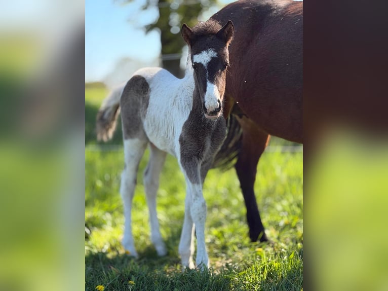 Icelandic Horse Stallion Foal (03/2026) Pinto in Horst
