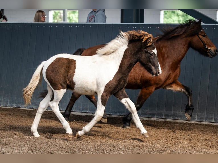 Icelandic Horse Stallion Foal (03/2026) Pinto in Horst