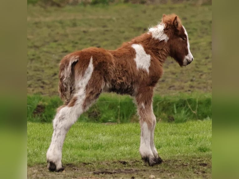 Icelandic Horse Stallion Foal (03/2024) Pinto in Winterswijk
