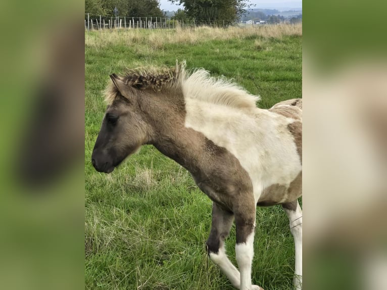 Icelandic Horse Stallion Foal (05/2025) Pinto in Linkenbach