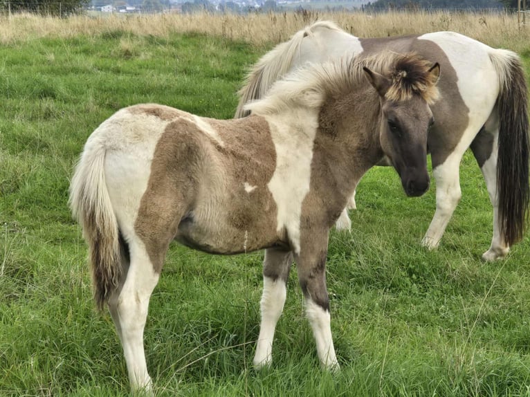 Icelandic Horse Stallion Foal (05/2025) Pinto in Linkenbach