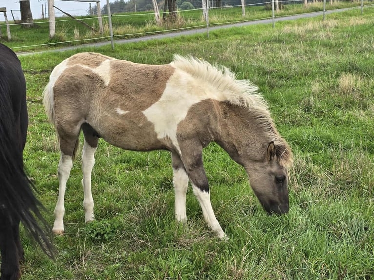 Icelandic Horse Stallion Foal (05/2025) Pinto in Linkenbach