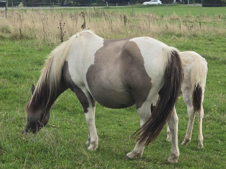 Icelandic Horse Stallion Foal (05/2025) Pinto in Linkenbach
