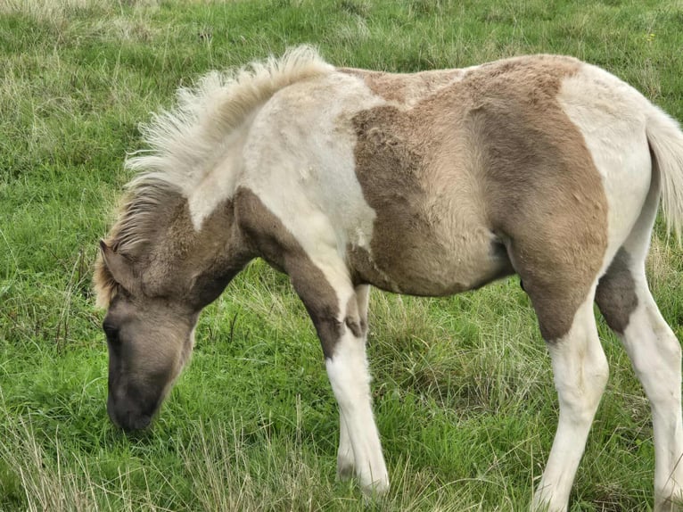 Icelandic Horse Stallion Foal (05/2025) Pinto in Linkenbach
