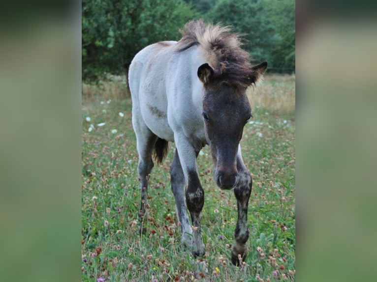 Icelandic Horse Stallion Foal (04/2026) Roan-Blue in Saarland