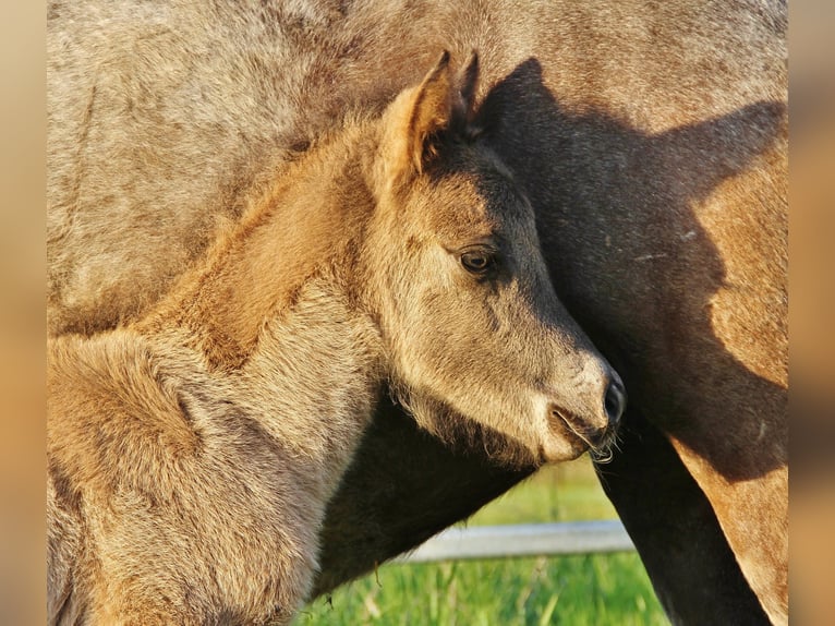 Icelandic Horse Stallion Foal (04/2026) Roan-Blue in Saarland
