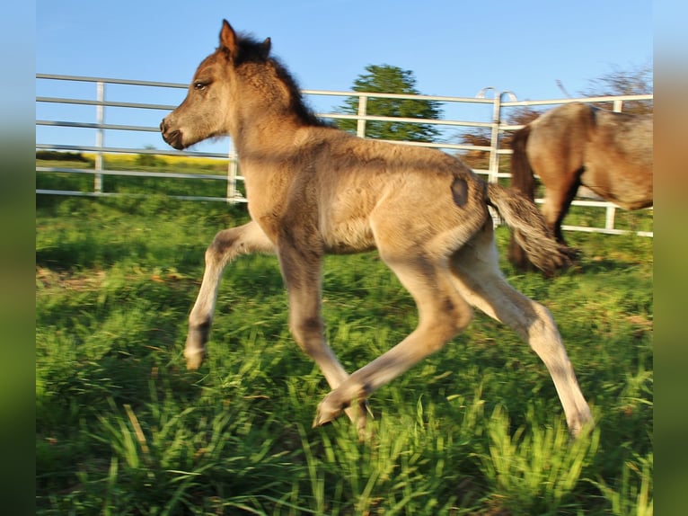 Icelandic Horse Stallion Foal (04/2026) Roan-Blue in Saarland