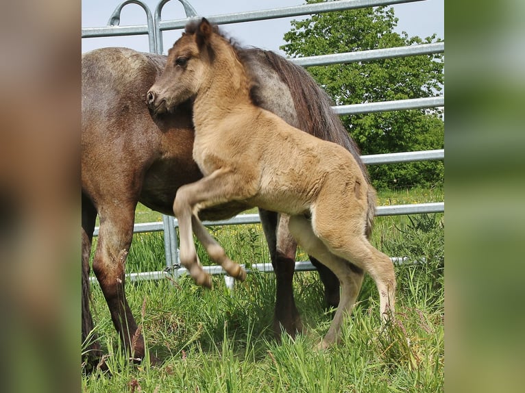 Icelandic Horse Stallion Foal (04/2026) Roan-Blue in Saarland