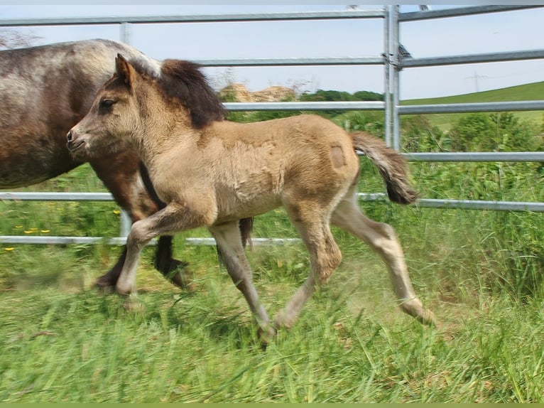 Icelandic Horse Stallion Foal (04/2026) Roan-Blue in Saarland
