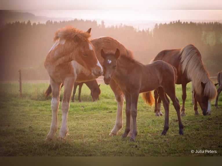 Icelandic Horse Stallion Foal (05/2024) Roan-Red in Winterspelt