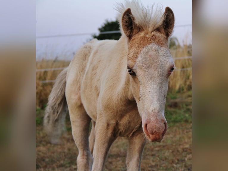 Icelandic Horse Stallion Foal (05/2026) White in Saarland