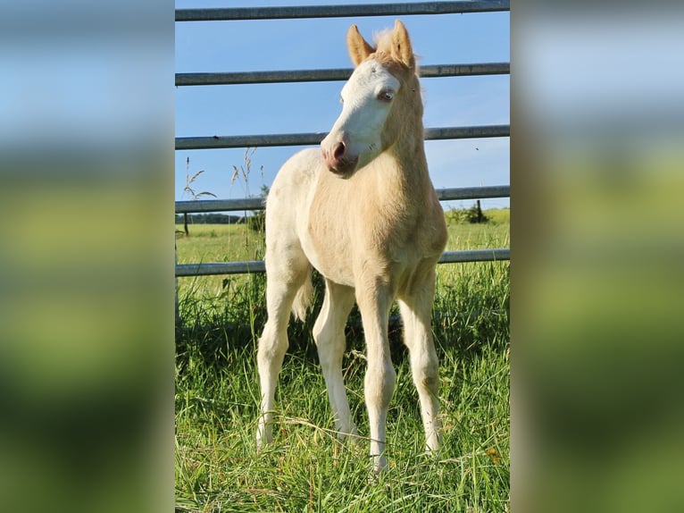 Icelandic Horse Stallion Foal (05/2026) White in Saarland