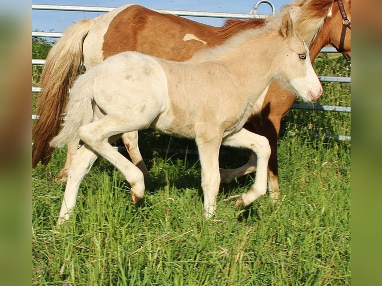 Icelandic Horse Stallion Foal (05/2026) White in Saarland