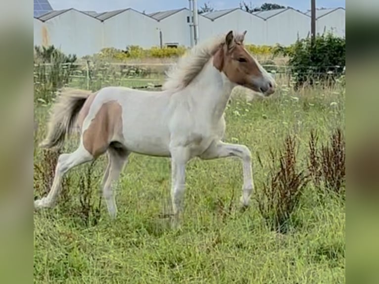 Icelandic Horse Stallion in Thuine