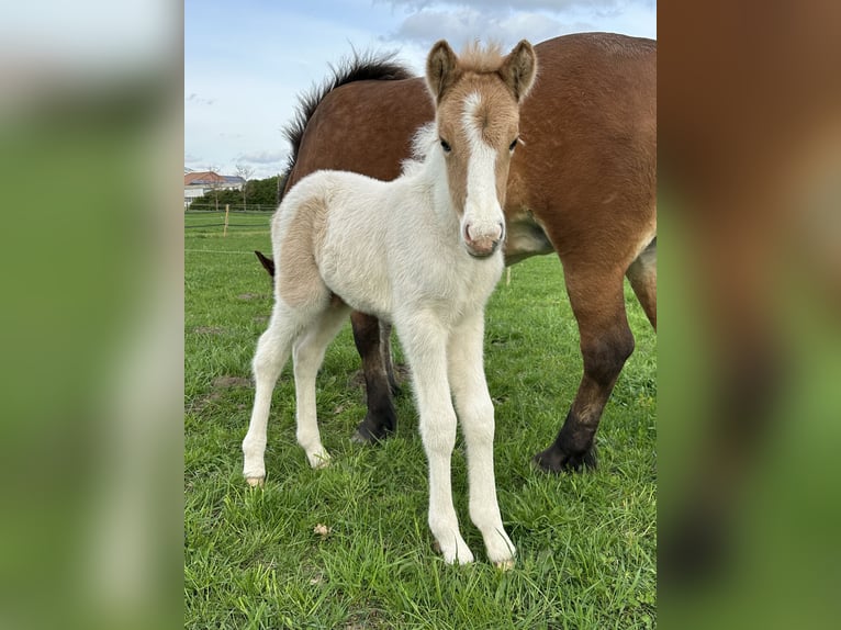 Icelandic Horse Stallion in Thuine