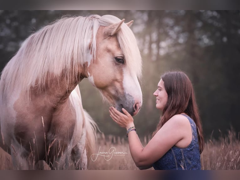 Icelandic Horse Stallion in Thuine