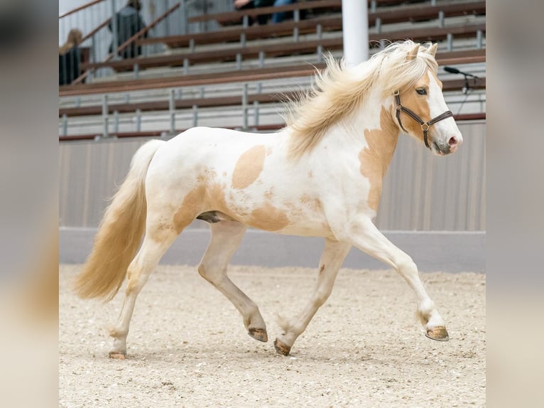 Icelandic Horse Stallion in Thuine