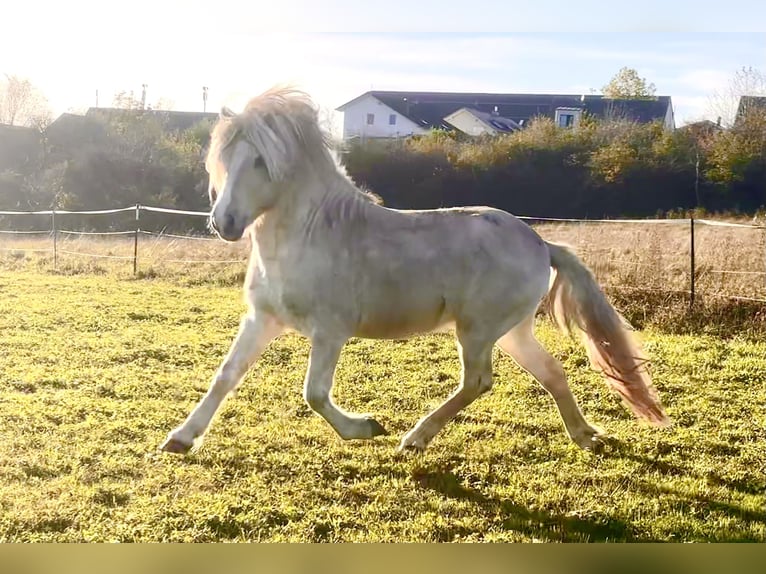 Icelandic Horse Stallion in Zweibr&#xFC;cken