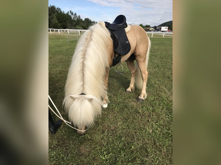 Icelandic Horse Stallion Palomino in Lochen am See