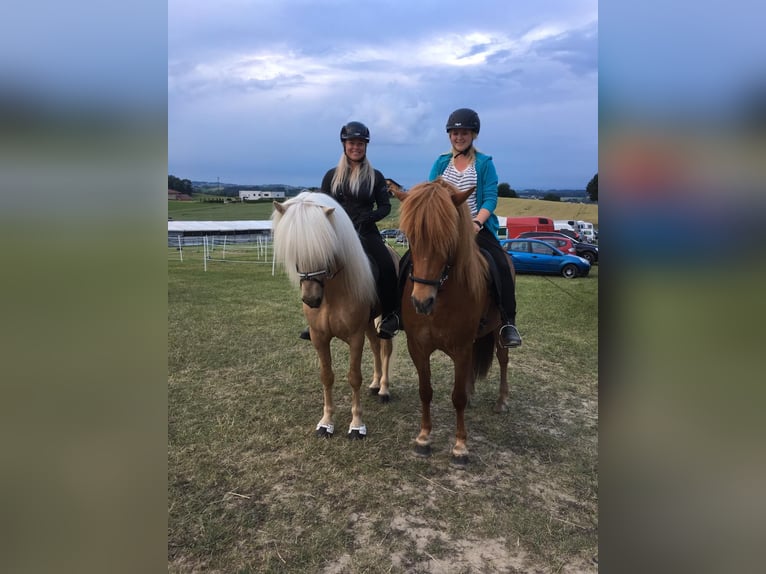 Icelandic Horse Stallion Palomino in Lochen am See