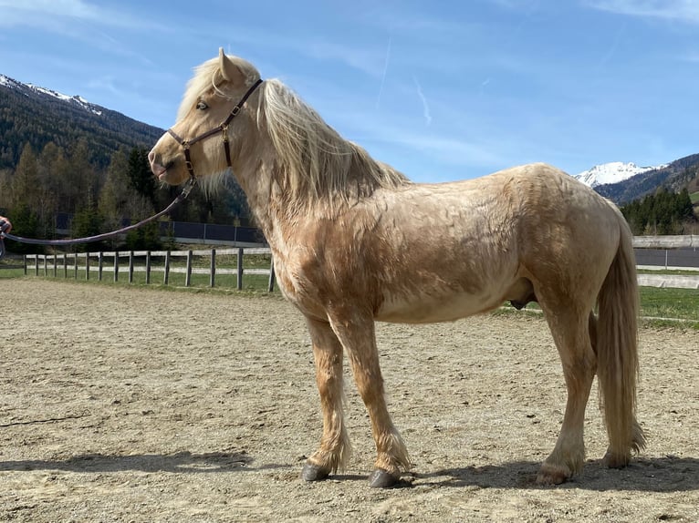 Icelandic Horse Stallion Palomino in Freiberg