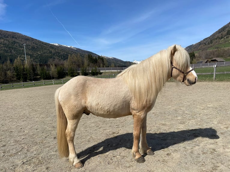 Icelandic Horse Stallion Palomino in Freiberg