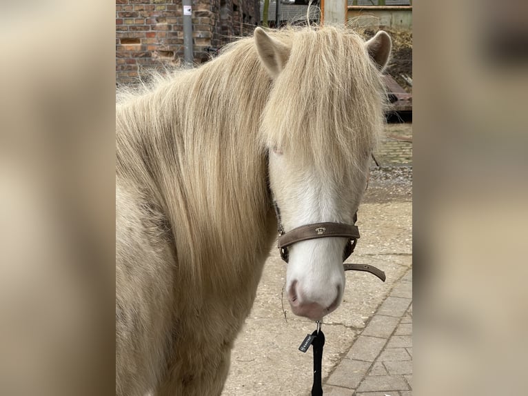 Icelandic Horse Stallion Perlino in Bottrop