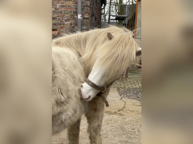 Icelandic Horse Stallion Perlino in Bottrop